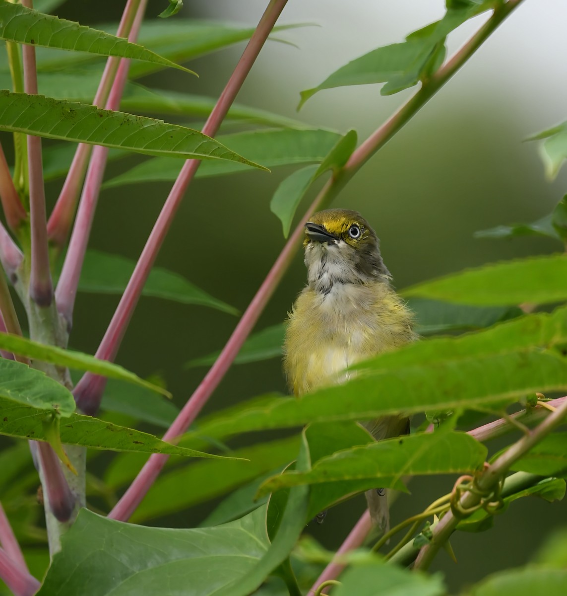 White-eyed Vireo - ML640264950
