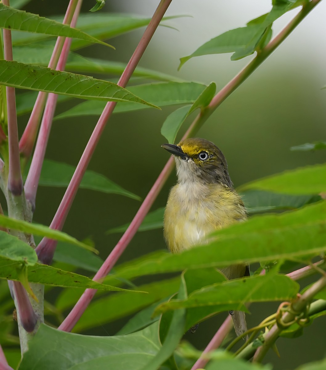 White-eyed Vireo - ML640264951