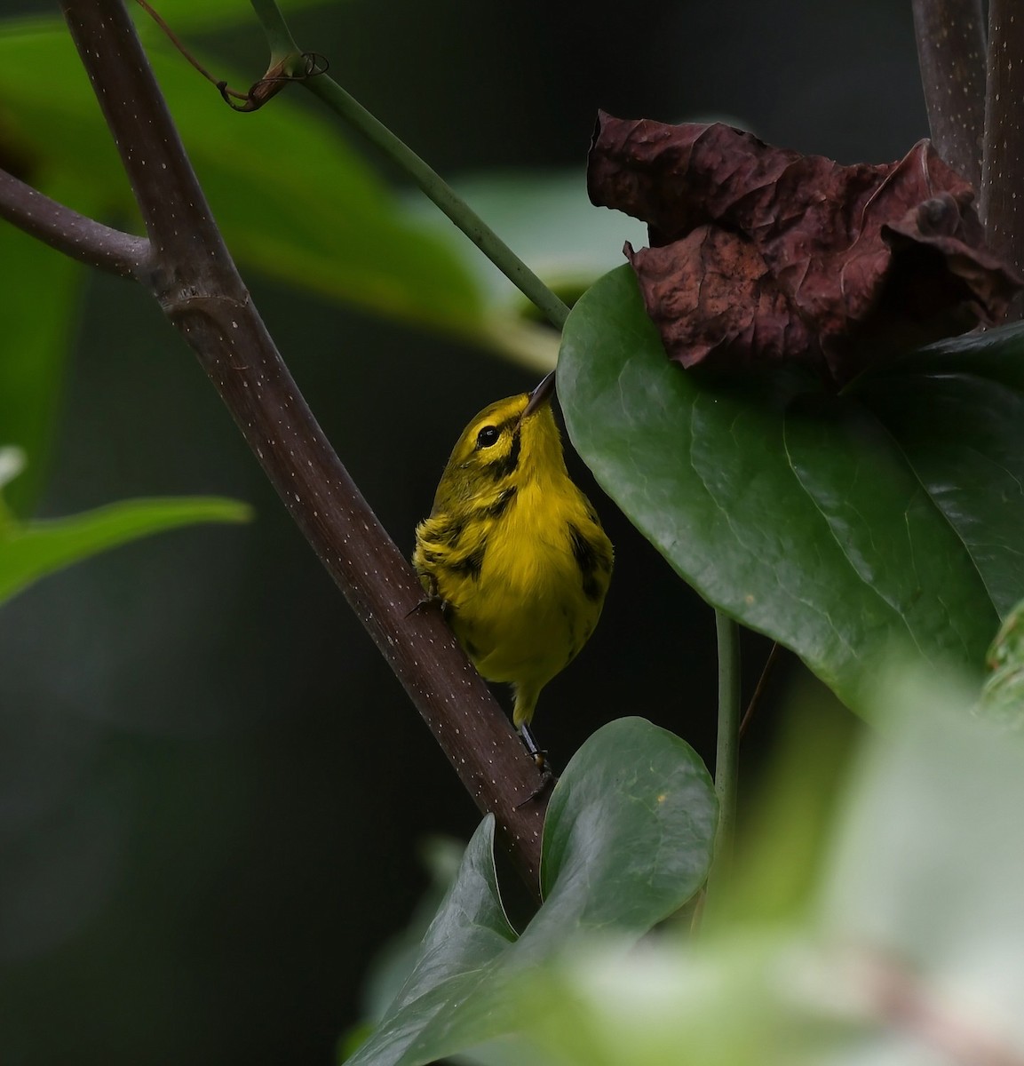 Prairie Warbler - ML640264980
