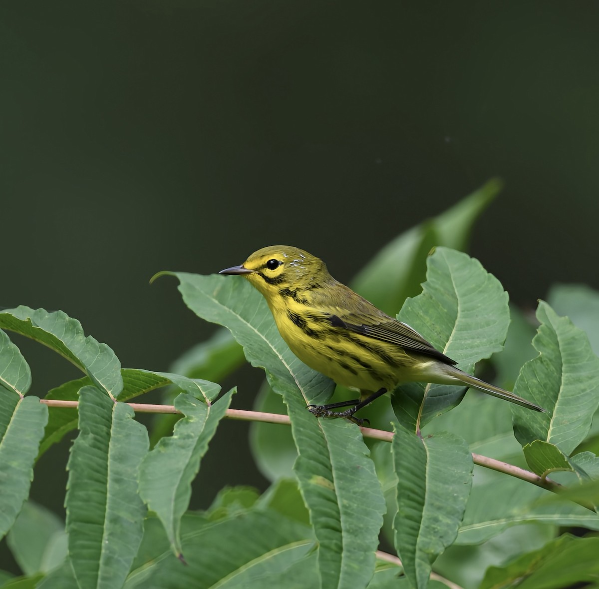 Prairie Warbler - ML640264981