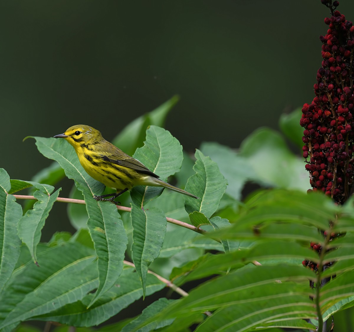 Prairie Warbler - ML640264982