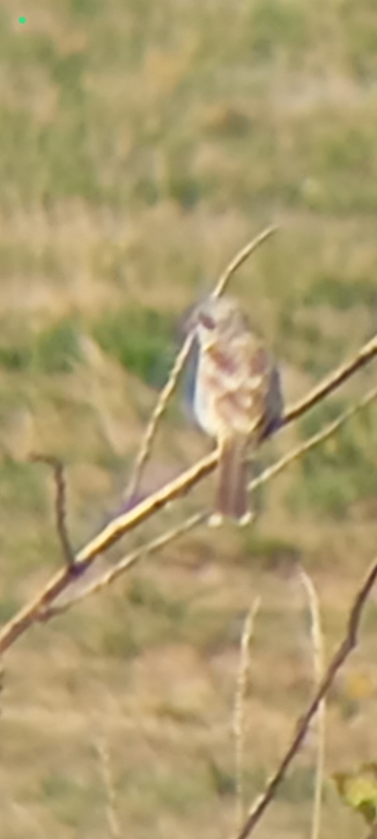 Woodchat Shrike - ML640265014