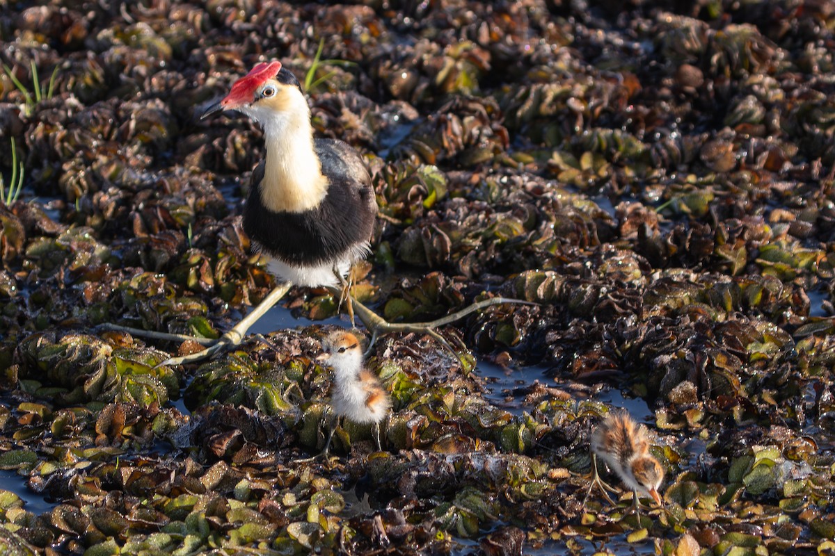 Comb-crested Jacana - ML640265037