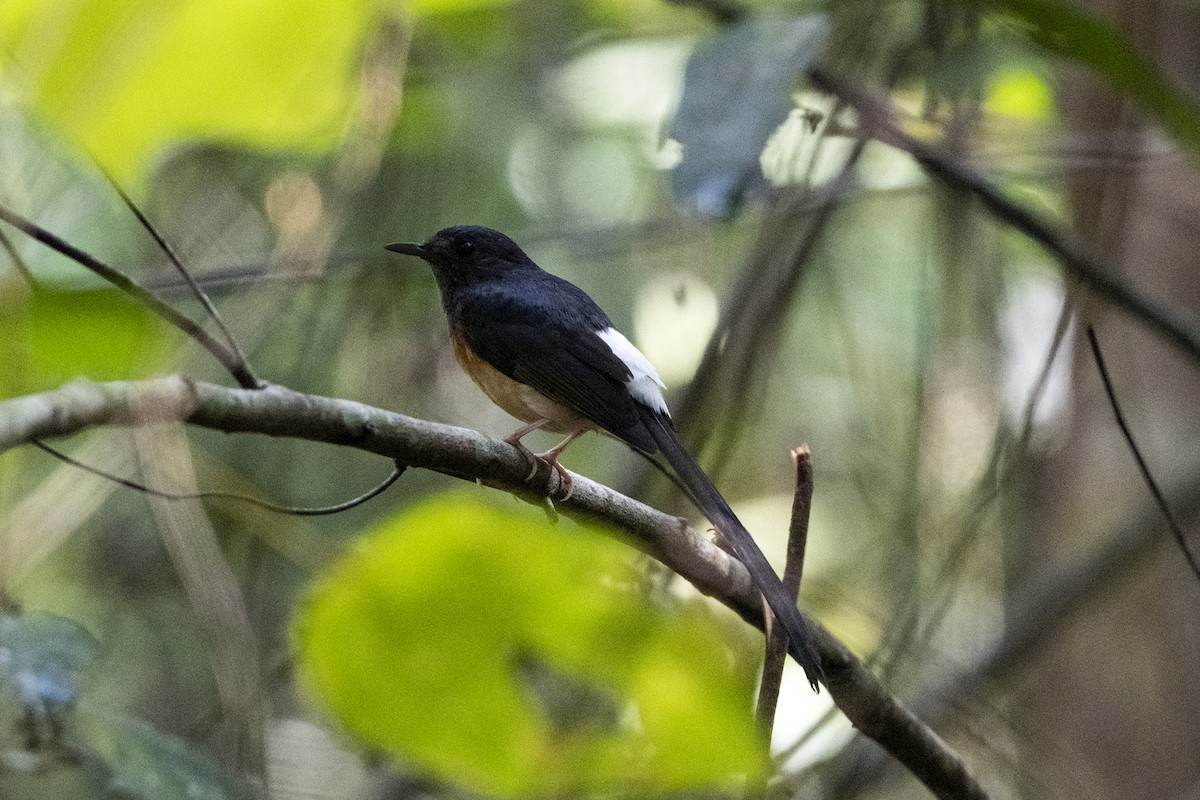 White-rumped Shama (White-rumped) - ML640265101