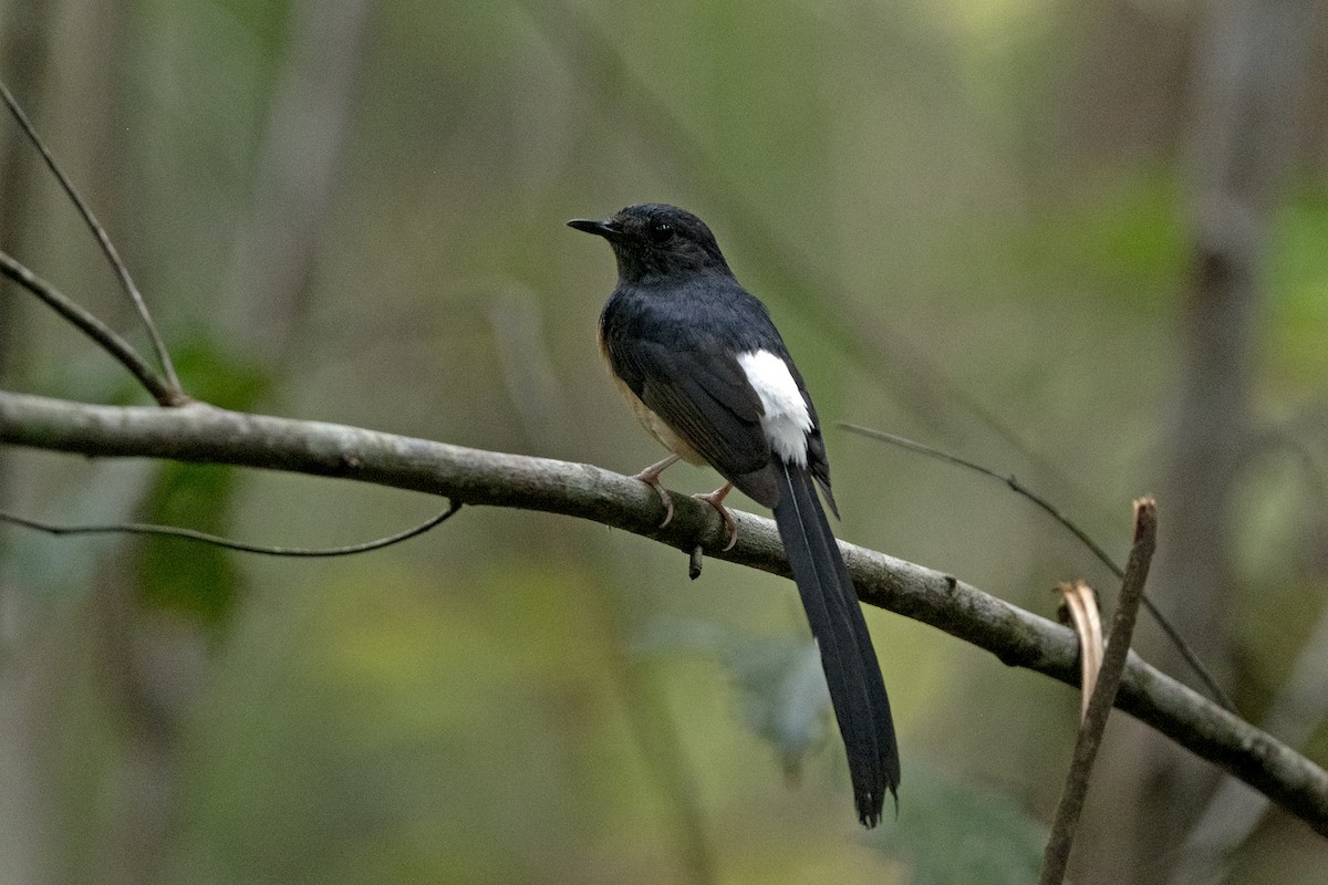 White-rumped Shama (White-rumped) - ML640265114
