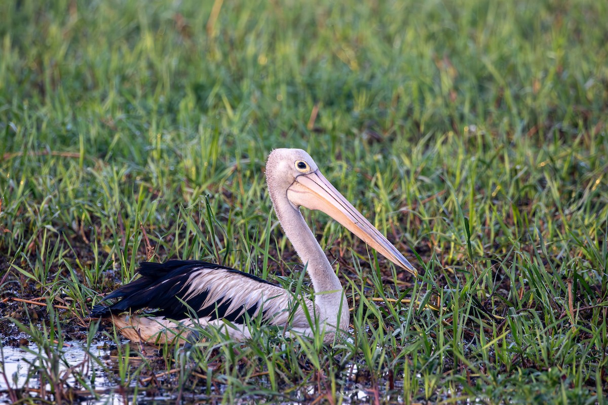 Australian Pelican - ML640265182