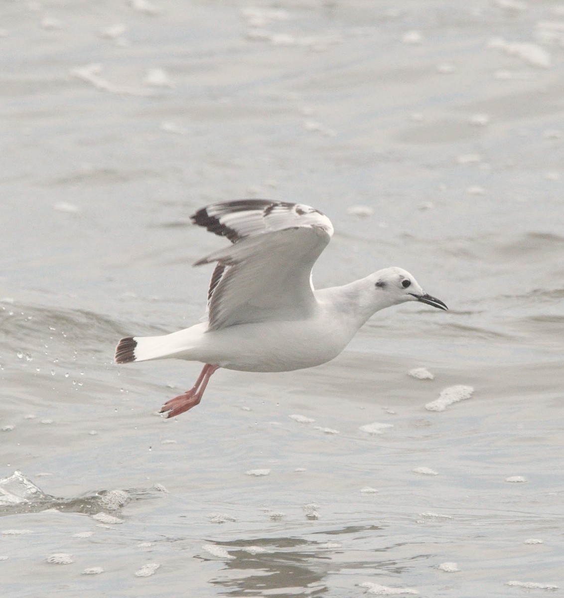 Bonaparte's Gull - ML640265294
