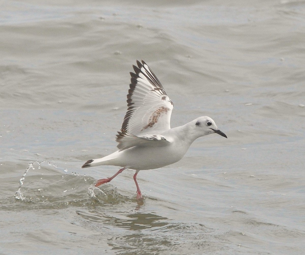 Bonaparte's Gull - ML640265314