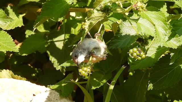 Sardinian Warbler - ML640265344