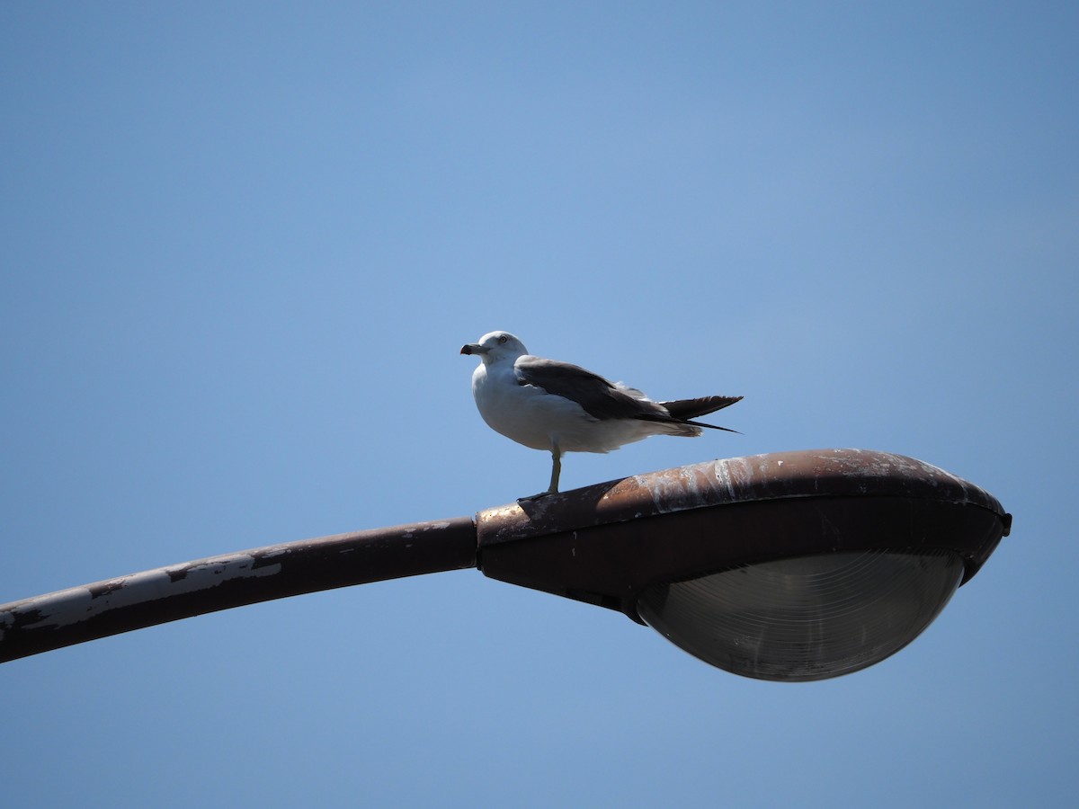 Black-tailed Gull - ML640265349