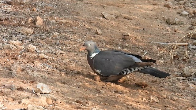Common Wood-Pigeon - ML640265362