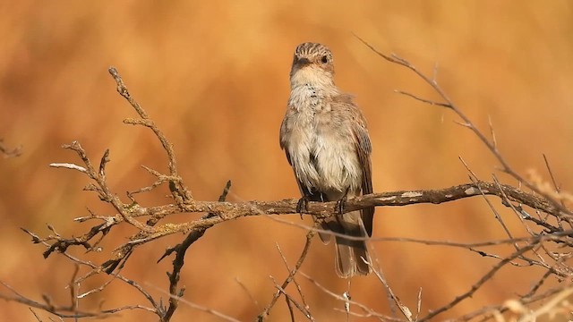Spotted Flycatcher (Mediterranean) - ML640265372