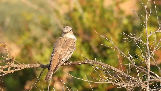 Spotted Flycatcher (Mediterranean) - ML640265373