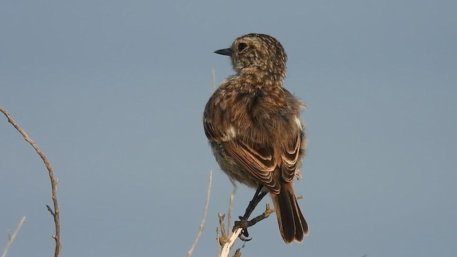 European Stonechat - ML640265375