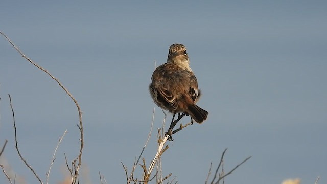 European Stonechat - ML640265376