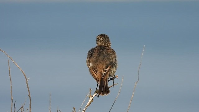 European Stonechat - ML640265377