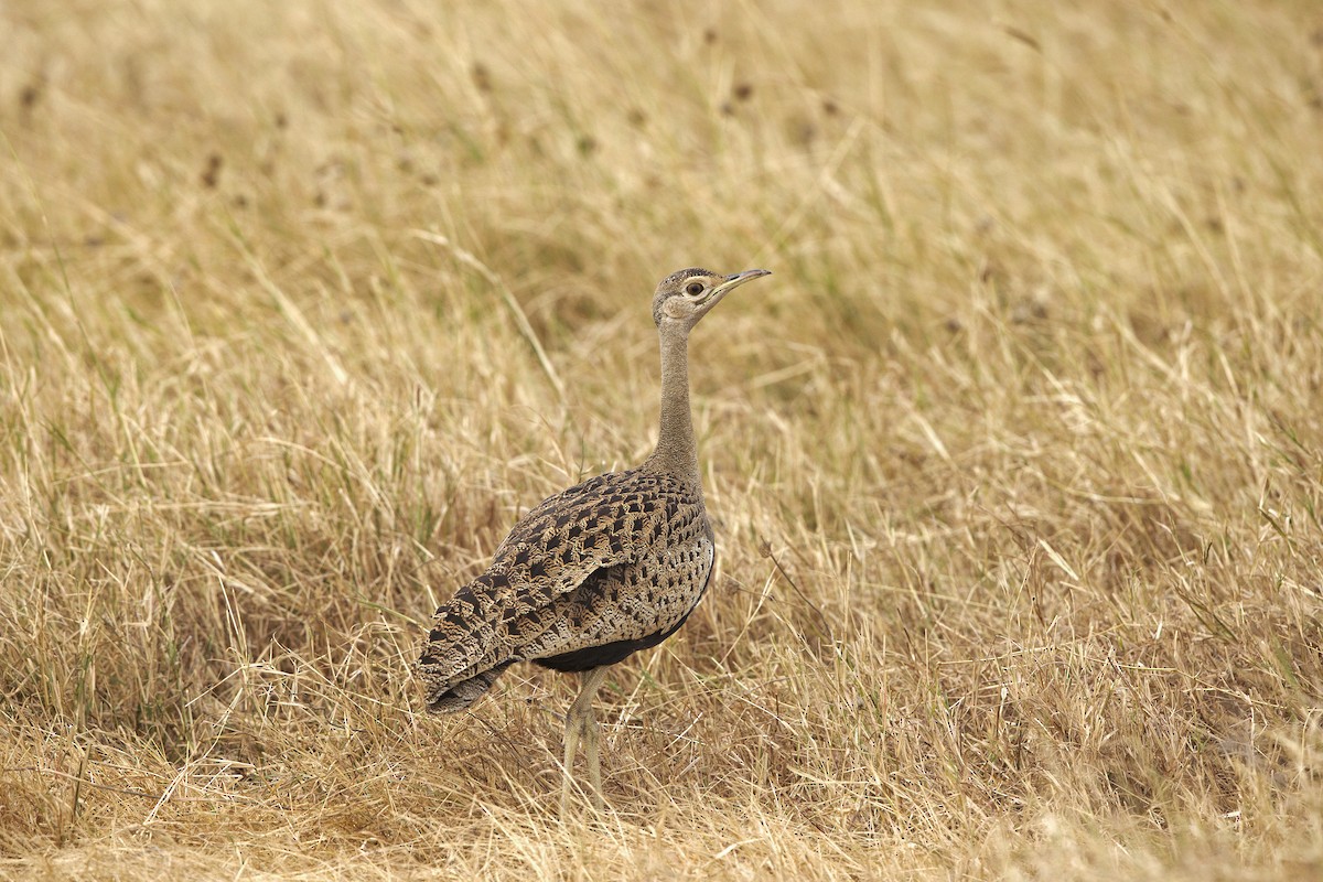 Black-bellied Bustard - ML640265402