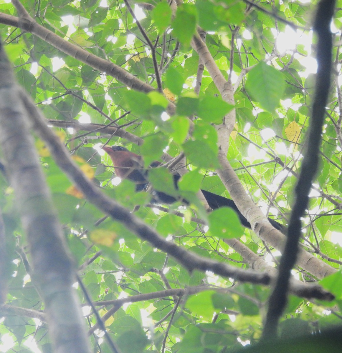 Yellow-billed Malkoha - ML640265406