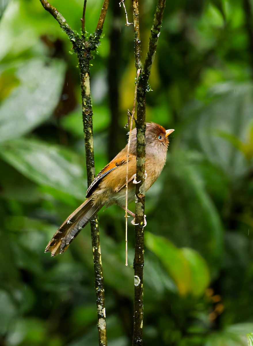 Rusty-fronted Barwing - ML640265413