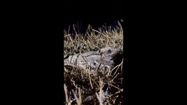 Eurasian Nightjar - ML640265575