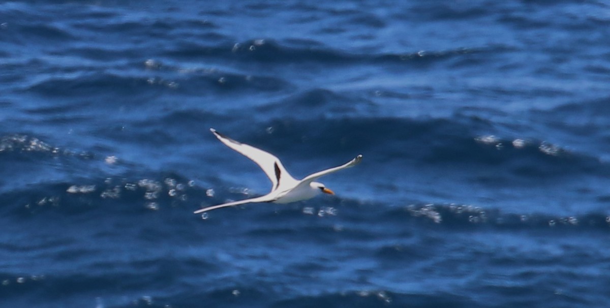 White-tailed Tropicbird - ML640265669