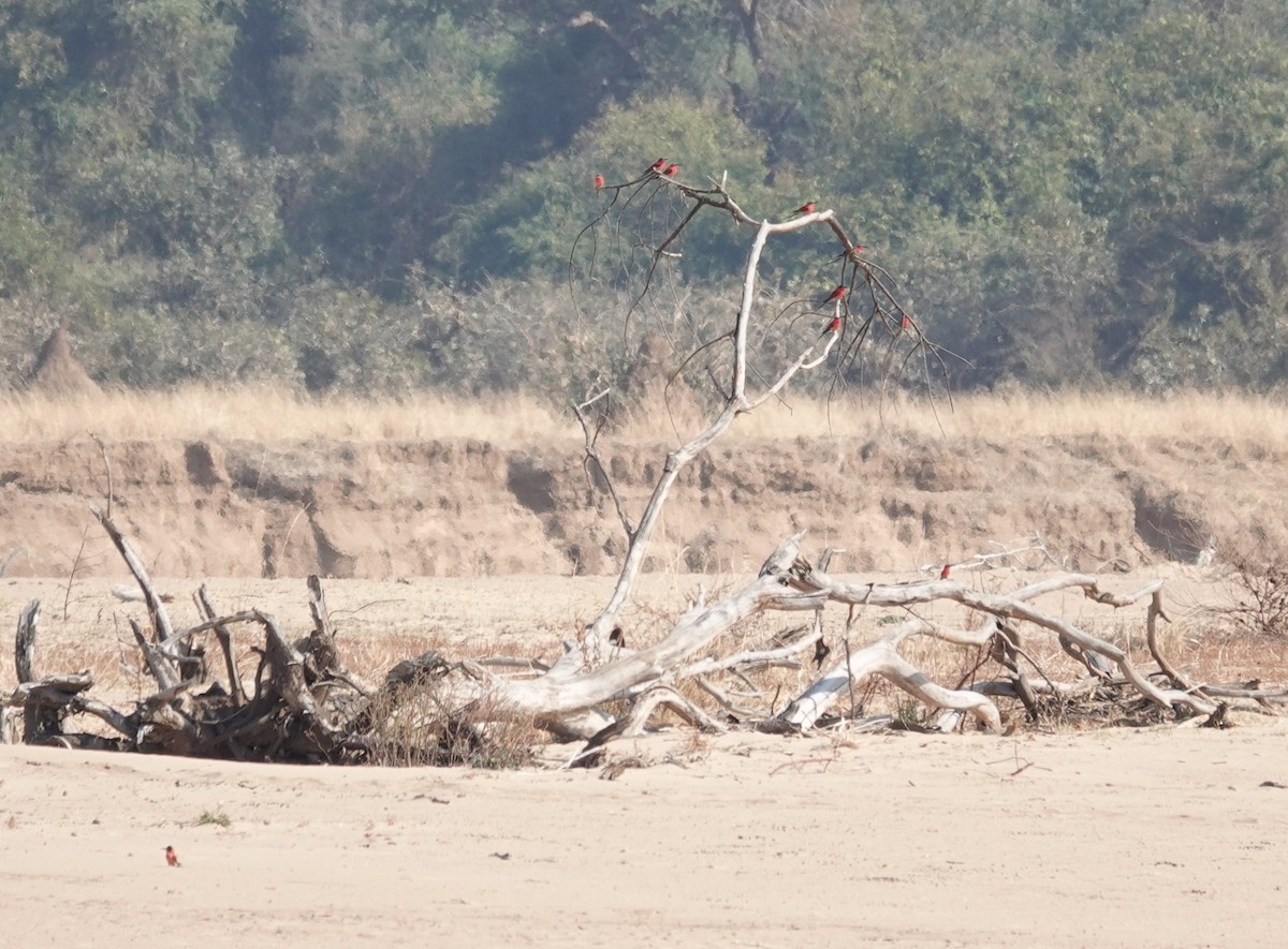 Southern Carmine Bee-eater - ML640265687