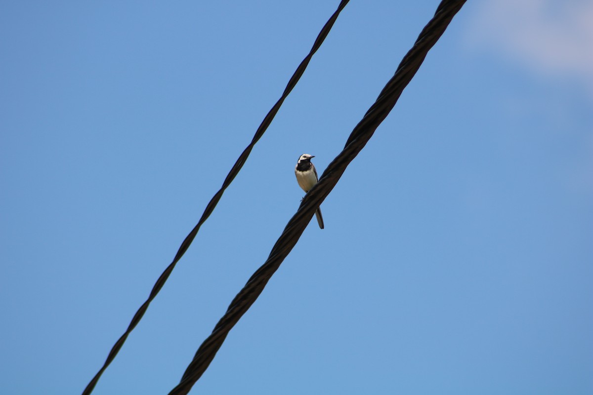 White Wagtail - ML640265803