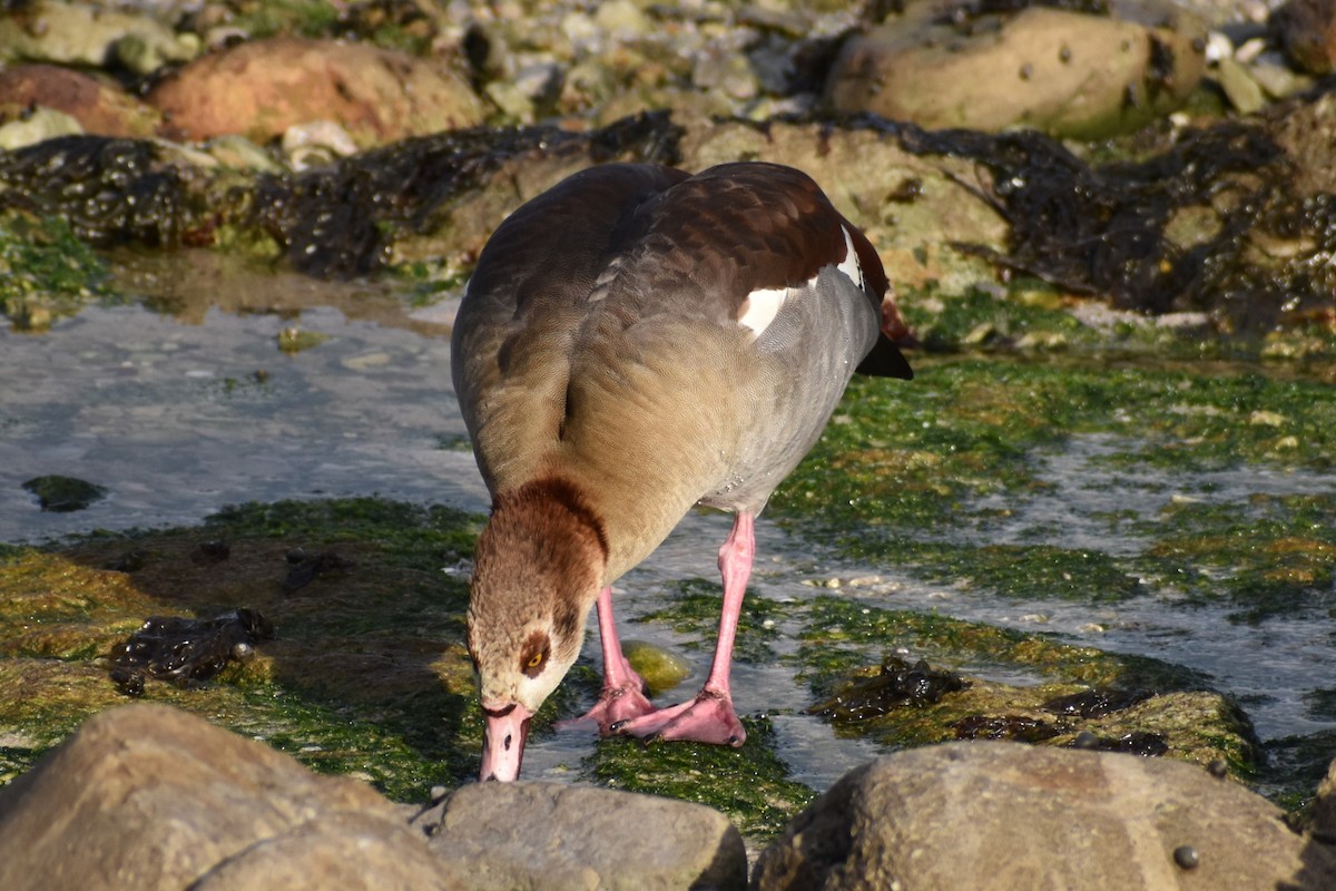 Egyptian Goose - ML640265821