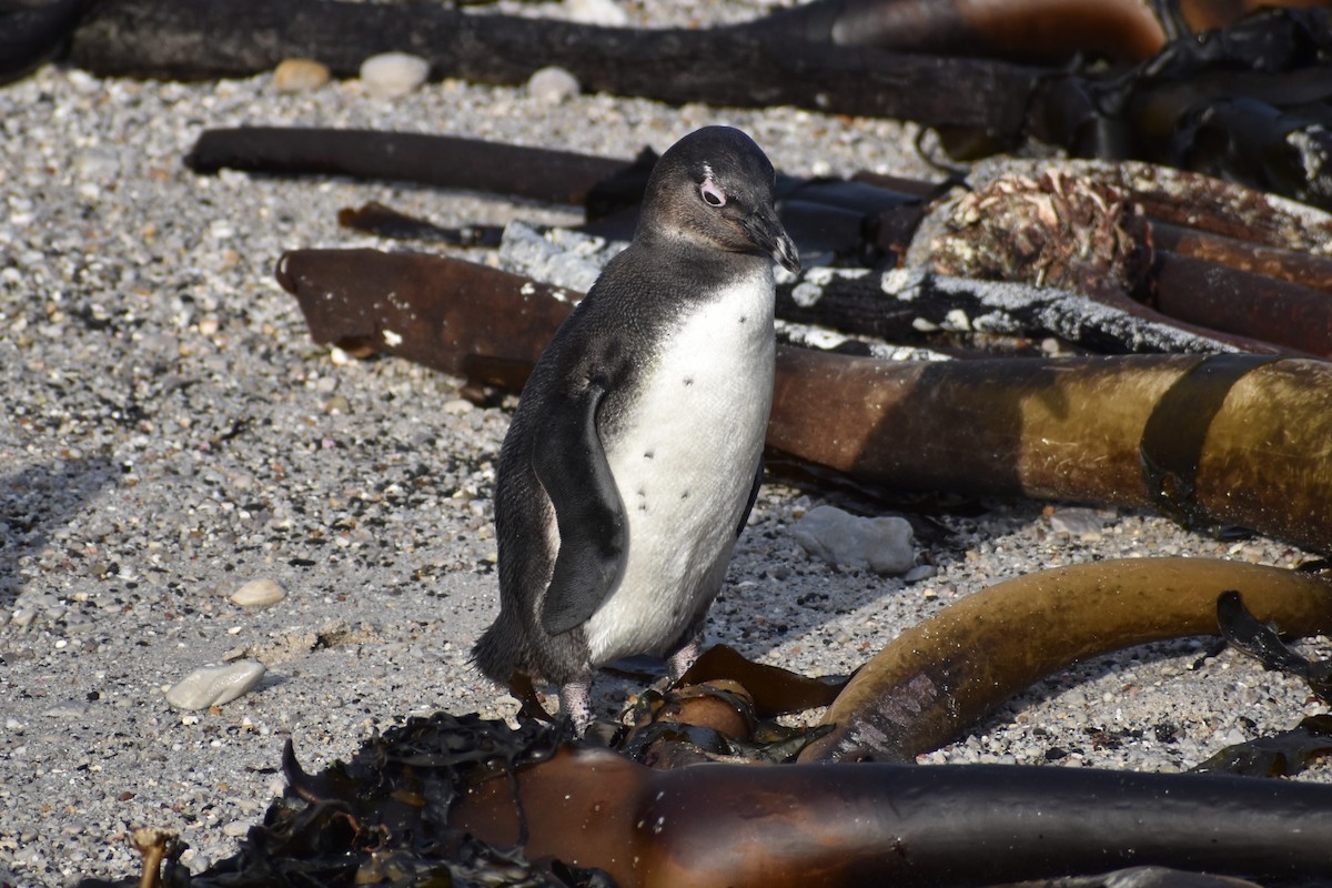 African Penguin - ML640265823