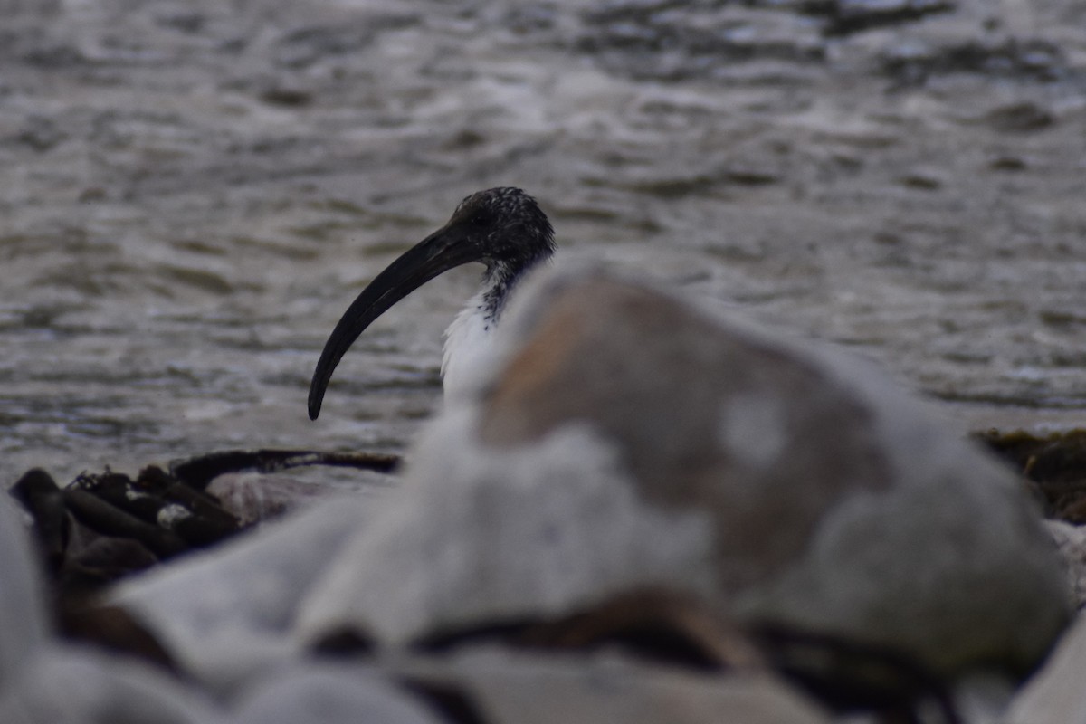 African Sacred Ibis - ML640265832