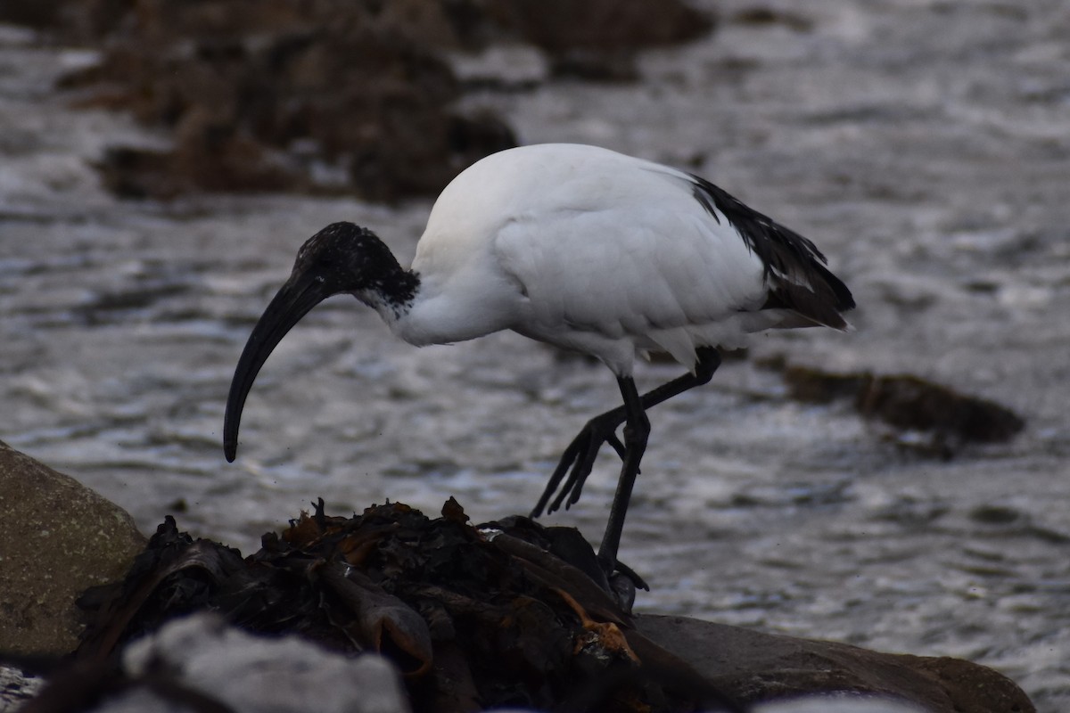 African Sacred Ibis - ML640265833