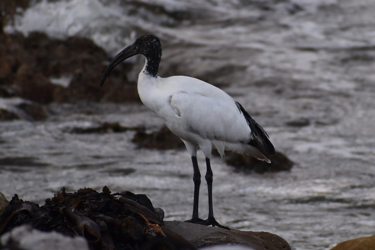 African Sacred Ibis - ML640265834