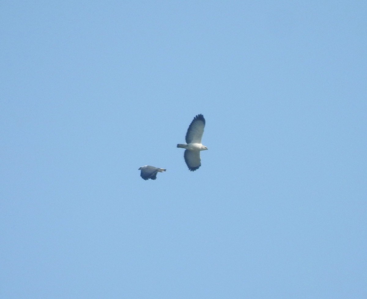 White-necked Hawk - ML640265835