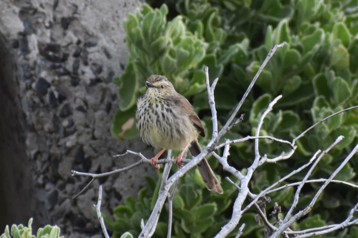 Karoo Prinia - ML640265836