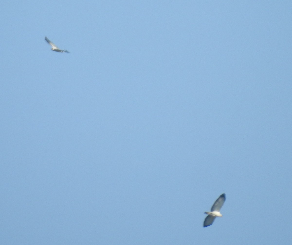 White-necked Hawk - ML640265838