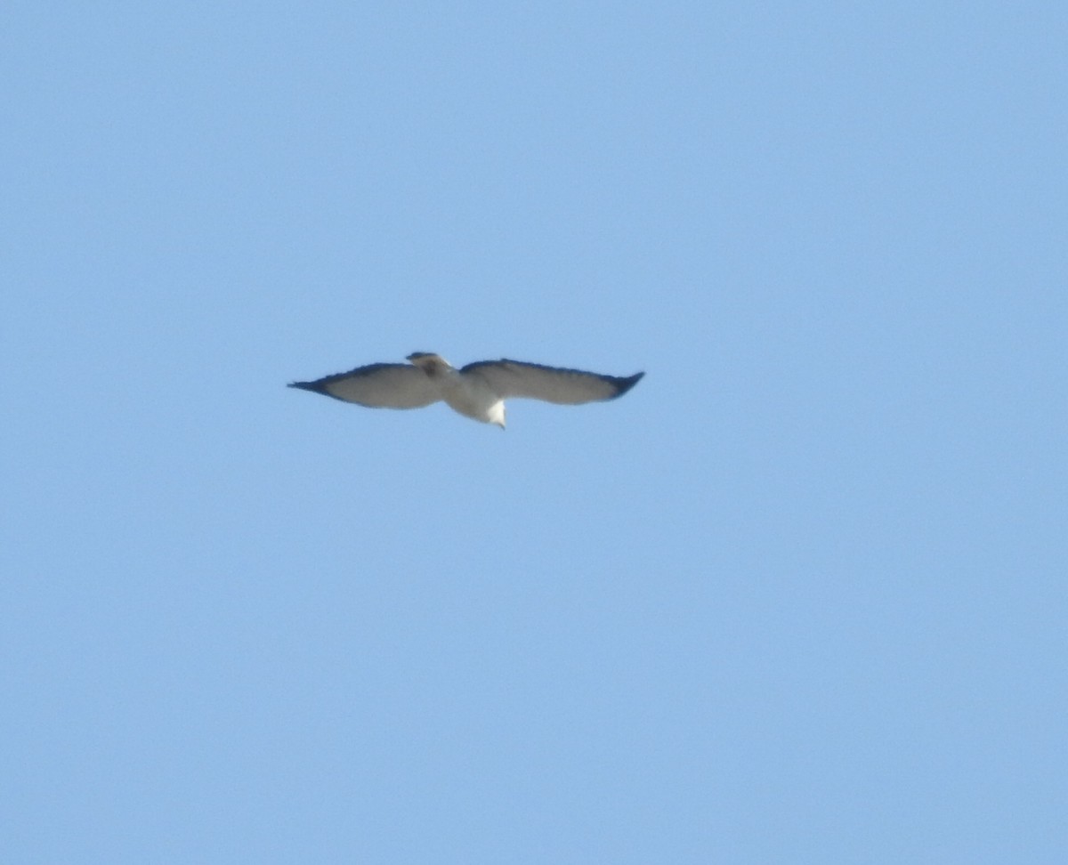 White-necked Hawk - ML640265839