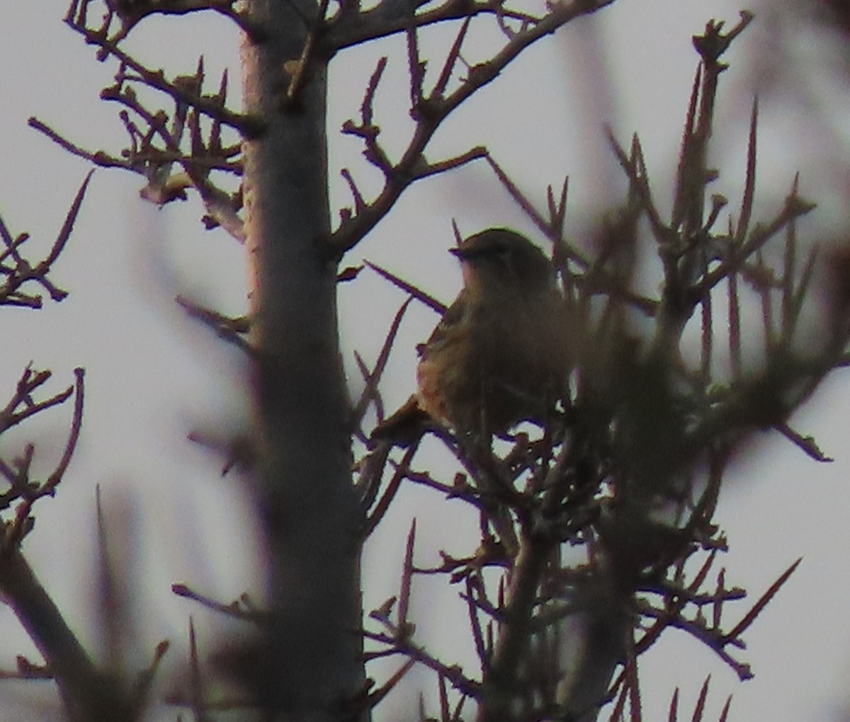Bay-breasted Warbler - ML640266038