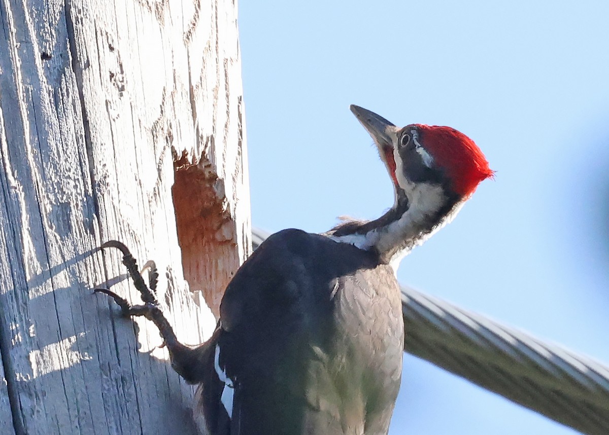 Pileated Woodpecker - ML640266068