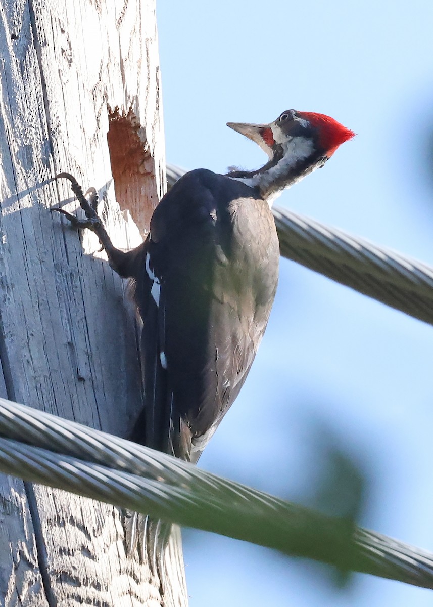 Pileated Woodpecker - ML640266069