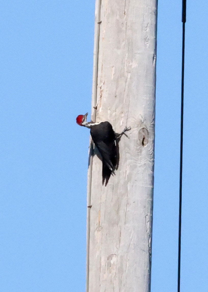 Pileated Woodpecker - ML640266070