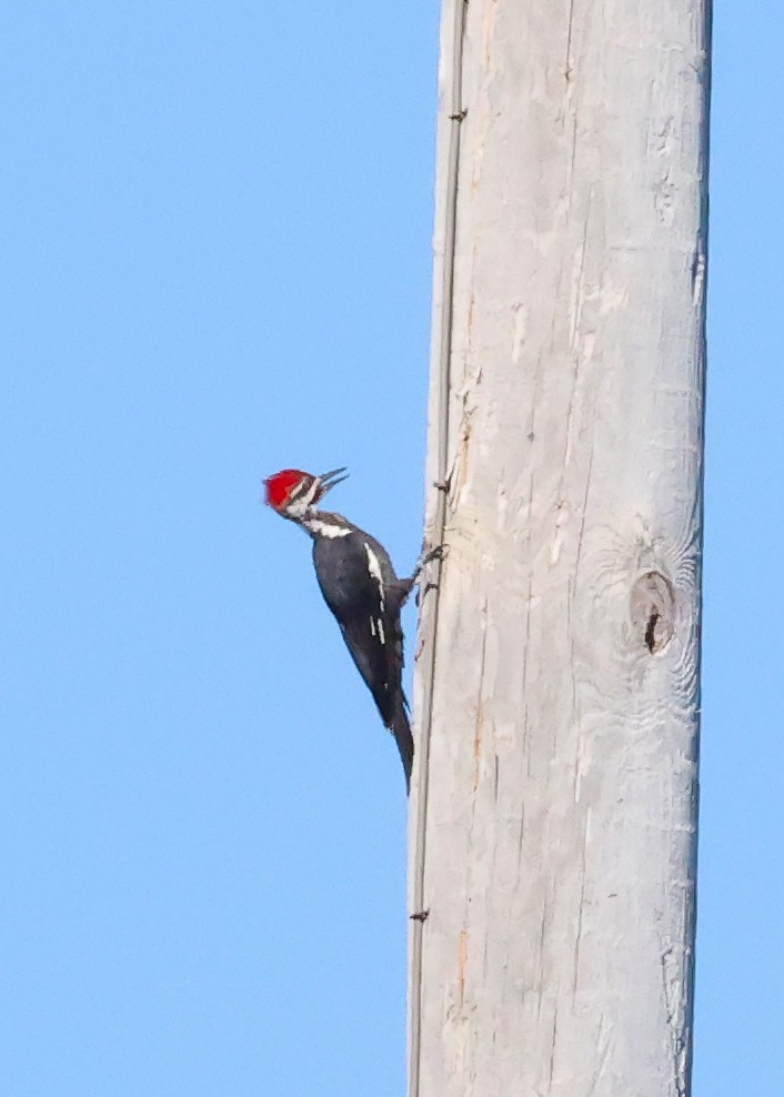 Pileated Woodpecker - ML640266071