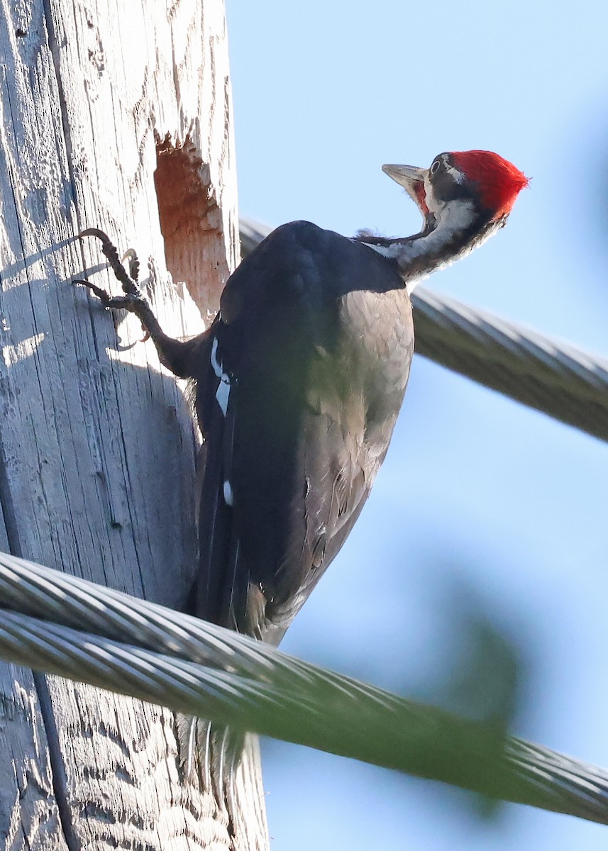 Pileated Woodpecker - ML640266072