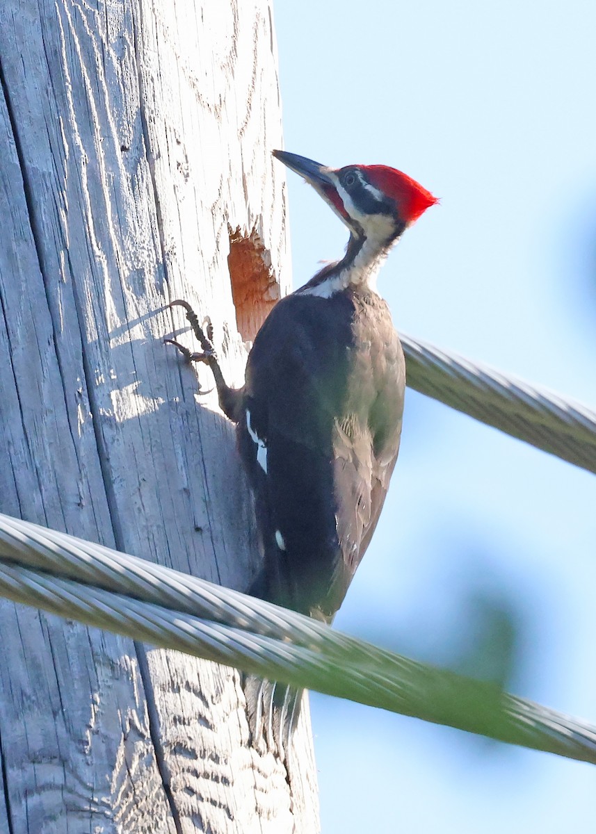 Pileated Woodpecker - ML640266073