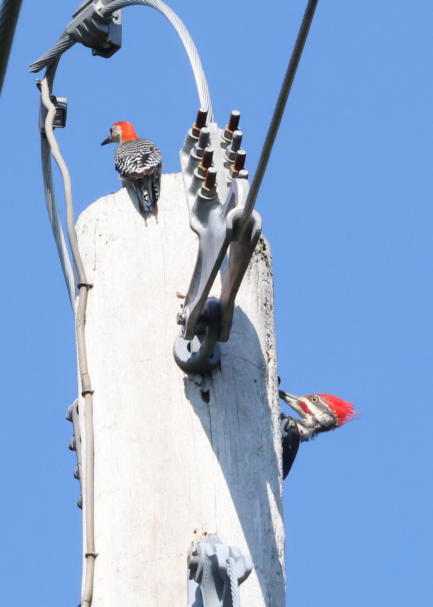 Pileated Woodpecker - ML640266074