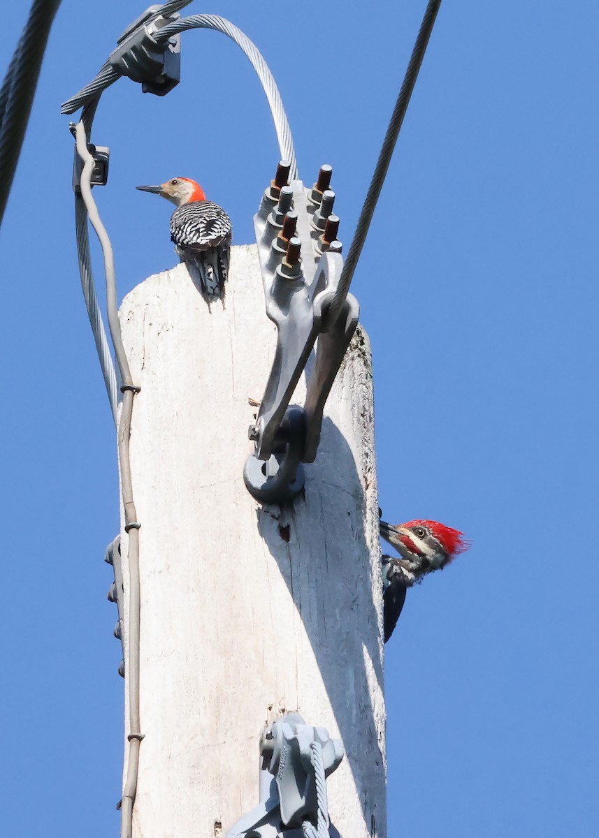 Pileated Woodpecker - ML640266075