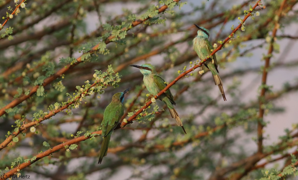 Arabian Green Bee-eater - ML640266106