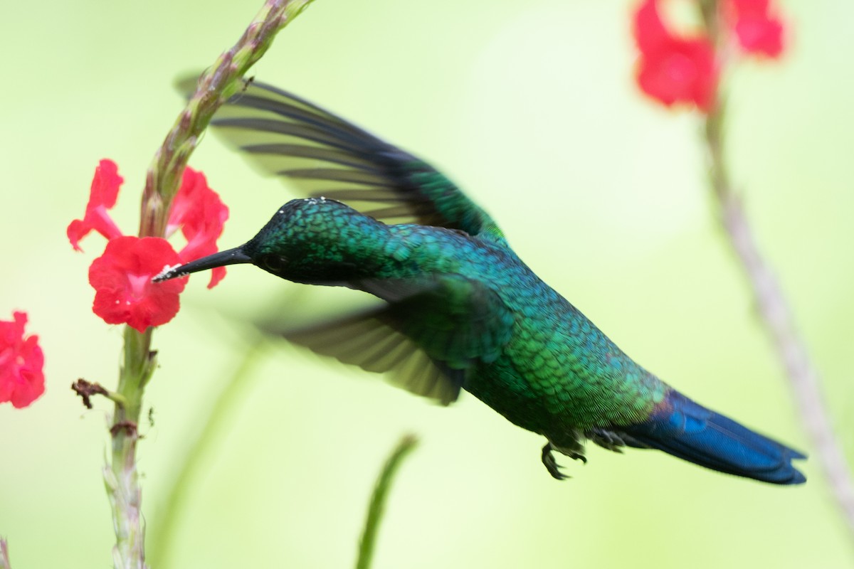 Red-billed Emerald - ML640266187