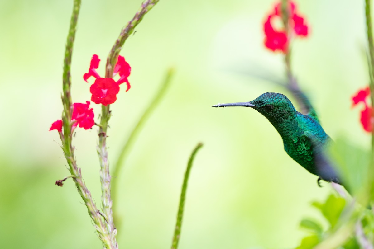 Red-billed Emerald - ML640266188