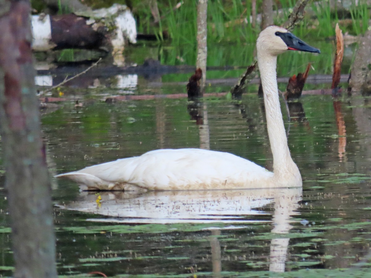 Trumpeter Swan - ML640266199