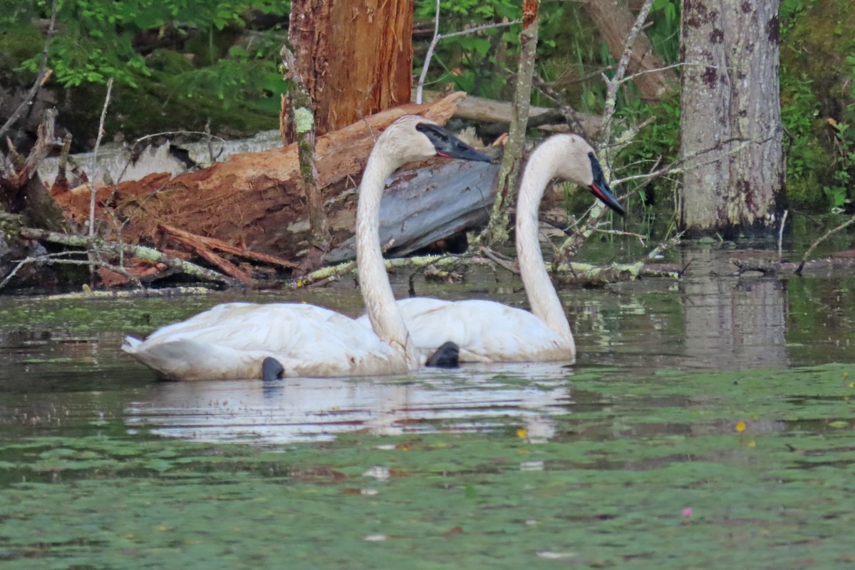 Trumpeter Swan - ML640266200
